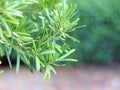 Rosemary in garden, fragrant evergreen herbs, use as a culinary condiment, to make perfumes, for health benefits. Royalty Free Stock Photo