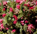 Rosemary Grevillea, Grevillea rosmarinifolia, evergreen ornamental shrub