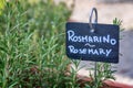 Rosemary growing in a garden, labelled in english and italian