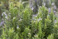 Rosemary growing in a herb garden, blooming. Blurred background. Royalty Free Stock Photo