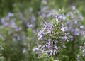 Rosemary growing in a herb garden, blooming. Blurred background. Royalty Free Stock Photo