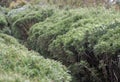 Rosemary growing in a herb garden. Blurred background. Royalty Free Stock Photo