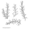 Rosemary hand drawing. Sketch illustration.