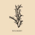 Rosemary hand drawing. Rosemary sketch vector