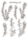 Rosemary hand drawn set on white background