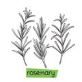 Rosemary hand drawn
