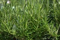 Rosemary herb Royalty Free Stock Photo