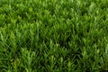 Rosemary herb background Royalty Free Stock Photo