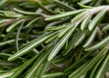 Rosemary herb background