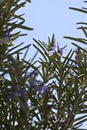 Rosemary herb in bloom Royalty Free Stock Photo