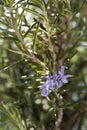 Rosemary herb in bloom Royalty Free Stock Photo