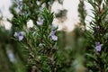 Rosemary herb blossoming in the garden, blue and purple, rosmarinus officinalis Royalty Free Stock Photo