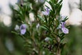 Rosemary herb blossoming in the garden, blue and purple, rosmarinus officinalis Royalty Free Stock Photo