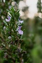 Rosemary herb blossoming in the garden, blue and purple, rosmarinus officinalis Royalty Free Stock Photo