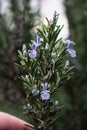 Rosemary herb blossoming in the garden, blue and purple, rosmarinus officinalis Royalty Free Stock Photo