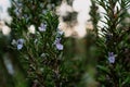 Rosemary herb blossoming in the garden, blue and purple, rosmarinus officinalis Royalty Free Stock Photo