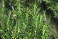 Rosemary herb bush Rosmarinus officinalis