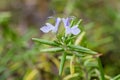 Rosemary herb