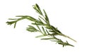 Rosemary herb closeup isolated on white background Royalty Free Stock Photo