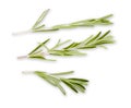 Rosemary herb closeup isolated on white background Royalty Free Stock Photo