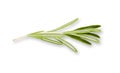 Rosemary herb closeup isolated on white background Royalty Free Stock Photo