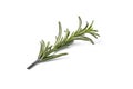 rosemary herb closeup on white background Royalty Free Stock Photo