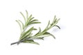 rosemary herb closeup on white background Royalty Free Stock Photo