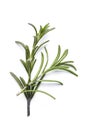 rosemary herb closeup on white background Royalty Free Stock Photo