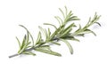 rosemary herb closeup on white background Royalty Free Stock Photo