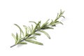 rosemary herb closeup on white background Royalty Free Stock Photo