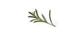 rosemary herb closeup on white background Royalty Free Stock Photo