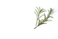 rosemary herb closeup on white background Royalty Free Stock Photo