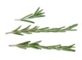 Rosemary herb closeup on white background Royalty Free Stock Photo