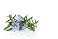 Rosemary Herb in Flower Royalty Free Stock Photo