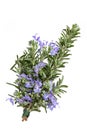 Rosemary Herb Flower