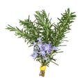 Rosemary Herb Flowers Royalty Free Stock Photo
