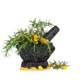 Rosemary Herb and Gorse Flowers Royalty Free Stock Photo