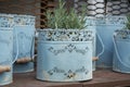 Rosemary herb growing in blue painted metal bucket in vintage style. Garden decoration. Retro flower pot Royalty Free Stock Photo
