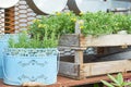 Rosemary herb growing in blue painted metal bucket in vintage style and wooden box as flowerbed. Garden decoration. Retro flower Royalty Free Stock Photo