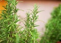 Rosemary Herb growing outdoor in a garden, mediterranean herbs f Royalty Free Stock Photo