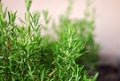 Rosemary Herb growing outdoor in a garden, mediterranean herbs f Royalty Free Stock Photo