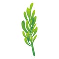 Rosemary herb icon, cartoon style
