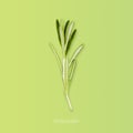 Rosemary Herb Isolated Over Pale Green Background, Collage, Square