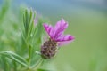 Rosemary Herb - Leaves with Flower Royalty Free Stock Photo