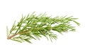 Rosemary herb leaves isolated on white Royalty Free Stock Photo