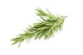 Rosemary herb leaves isolated on white Royalty Free Stock Photo