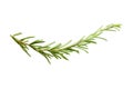 Rosemary herb leaves isolated on white Royalty Free Stock Photo