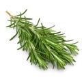 Rosemary herb leaves on white background Royalty Free Stock Photo