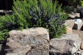 Rosemary herb nestled in the rock garden landscape
