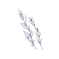 Rosemary herb, outlined drawing. Leaf plant branches. Herbal leaves, provence seasoning, condiment. Aromatic spice. Hand Royalty Free Stock Photo